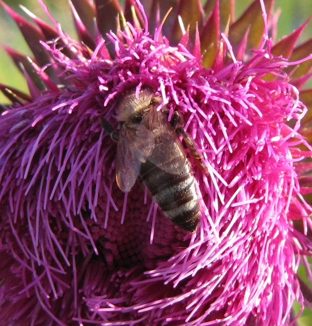 Apis mellifera - háziméh