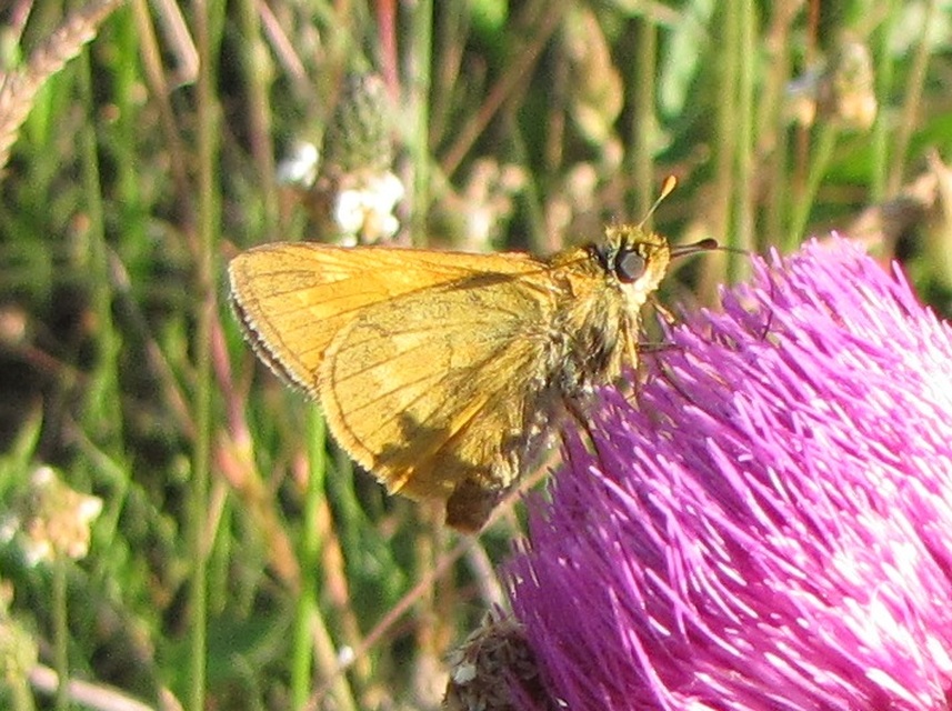 Ochlodes sylvanus - erdei busalepke