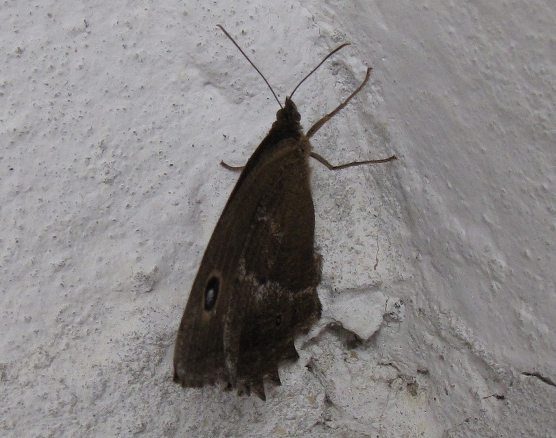 Minois dryas - fekete szemeslepke