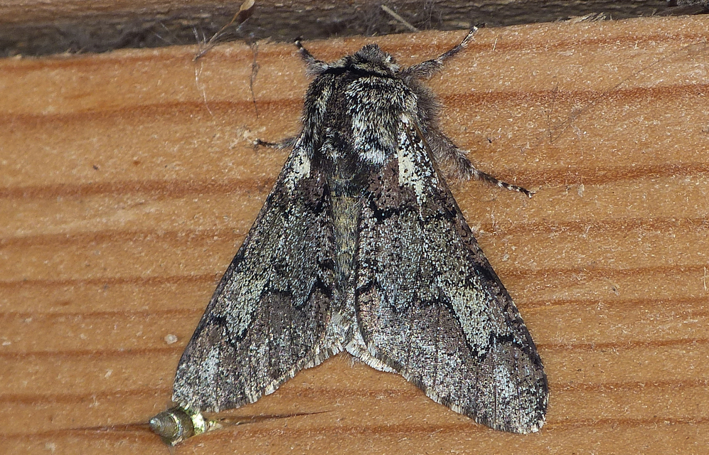 Biston strataria - barnapettyes araszoló