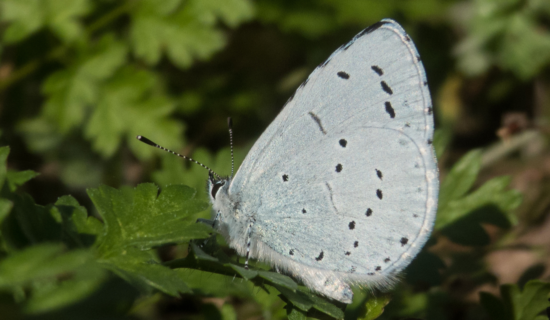 Celastrina argiolus - bengeboglárka