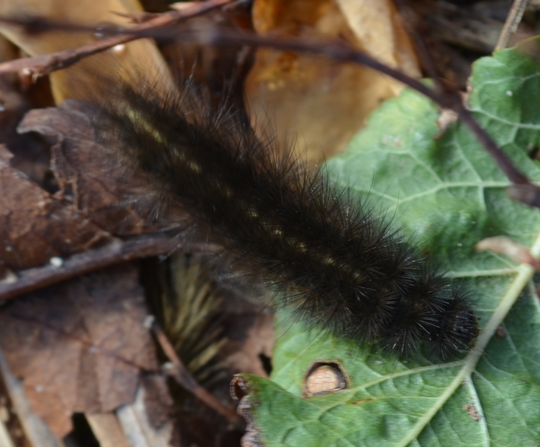 Spilosoma