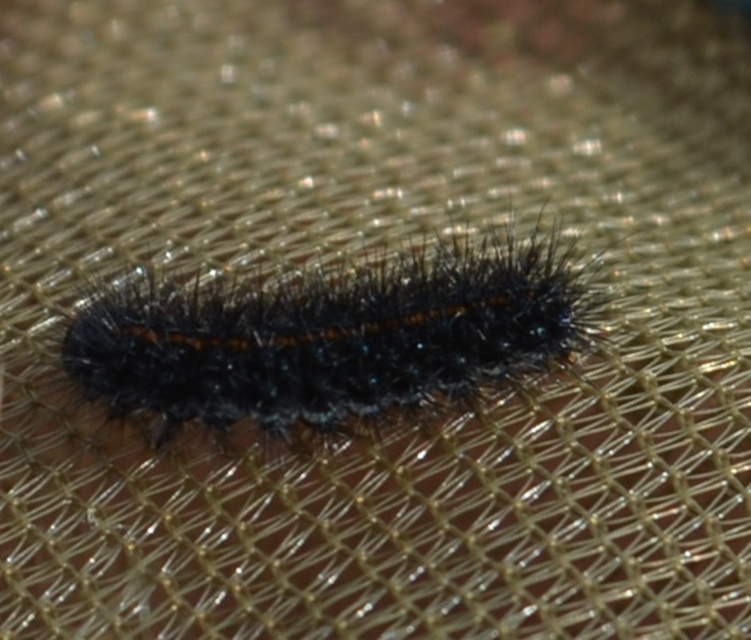 Spiris striata - csíkos molyszövő