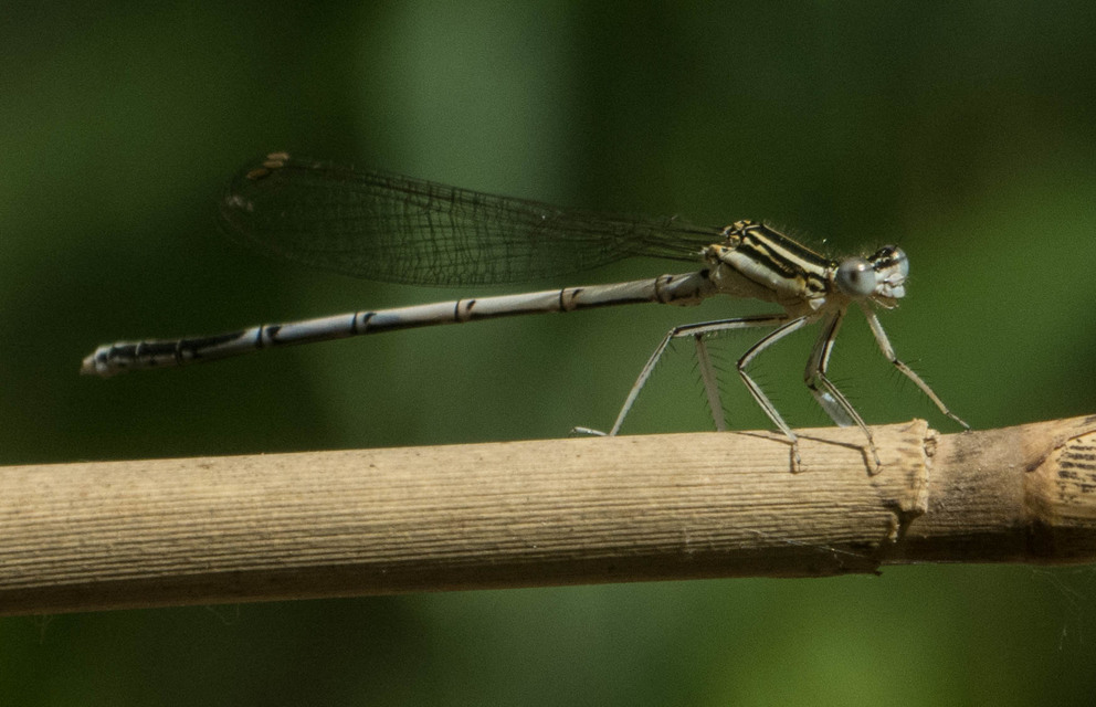 Platycnemis pennipes - széleslábú szitakötő
