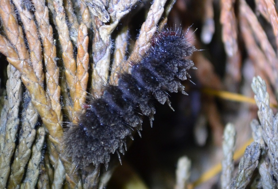 Amata phegea - fehérpettyes álcsüngőlepke