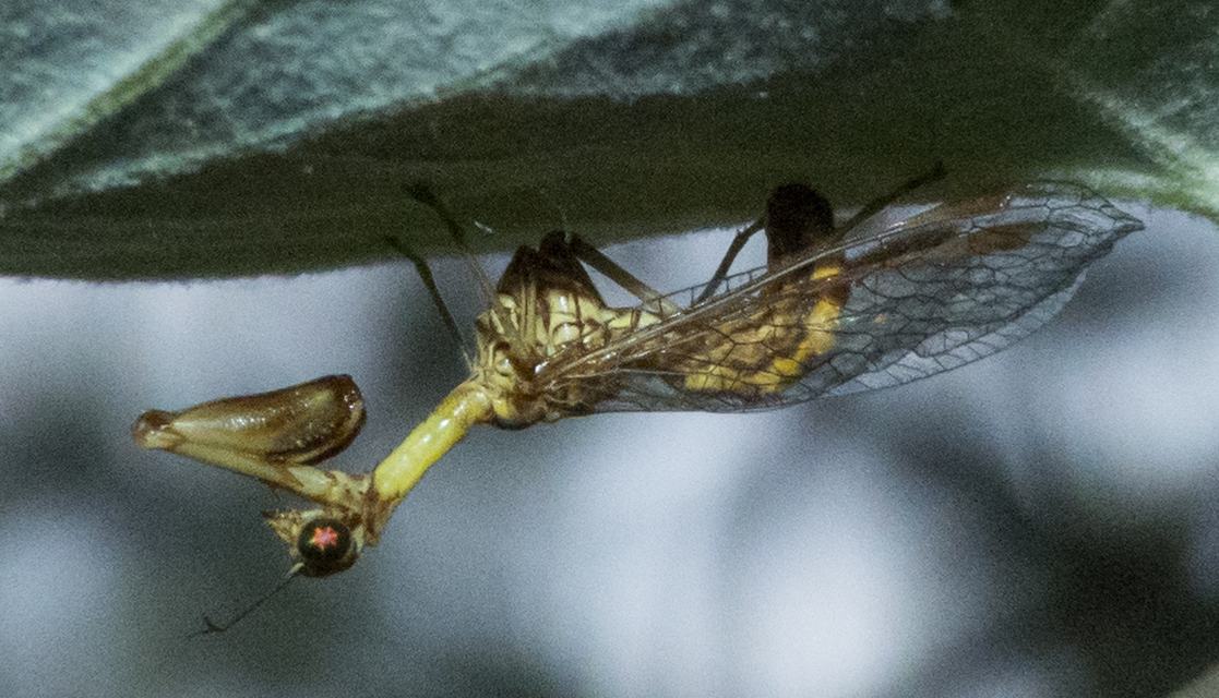 Mantispa styriaca - kétszínű fogólábú-fátyolka