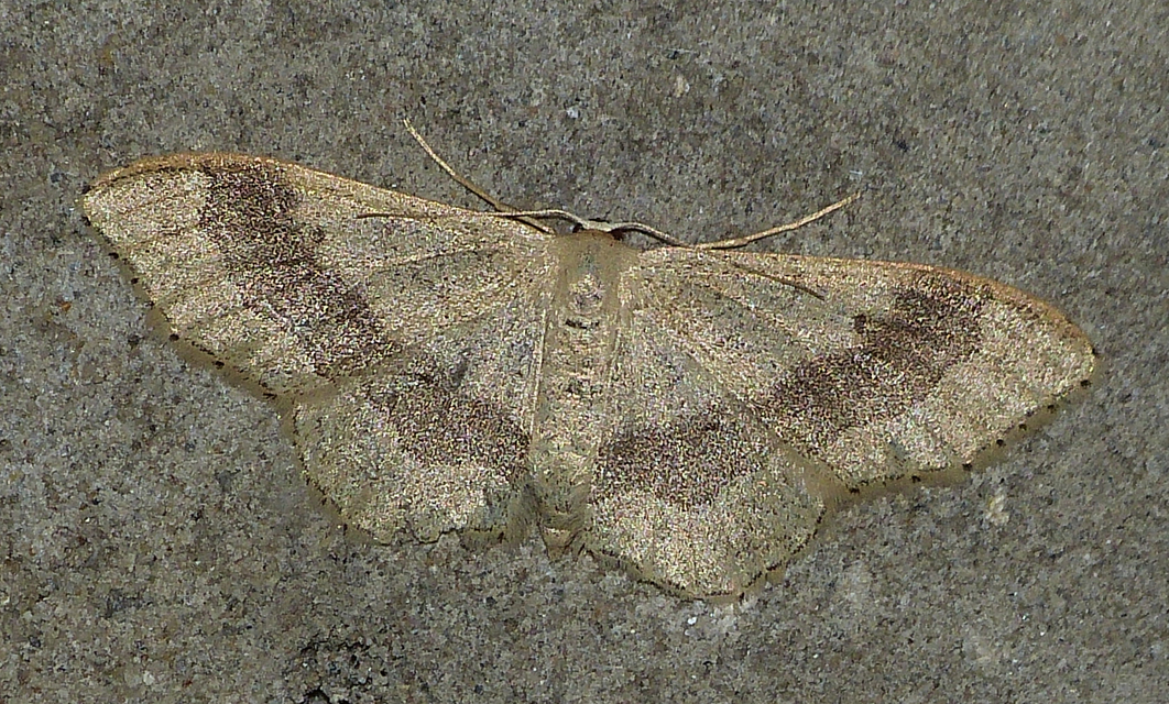Idaea aversata - nagy sávosaraszoló