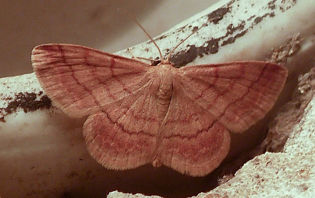 Scopula rubiginata - réti pirosaraszoló