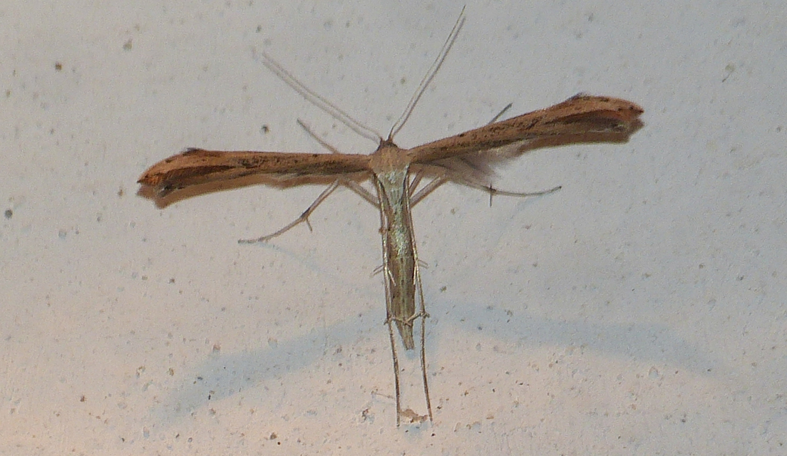 Pterophoridae - tollasmolyfélék