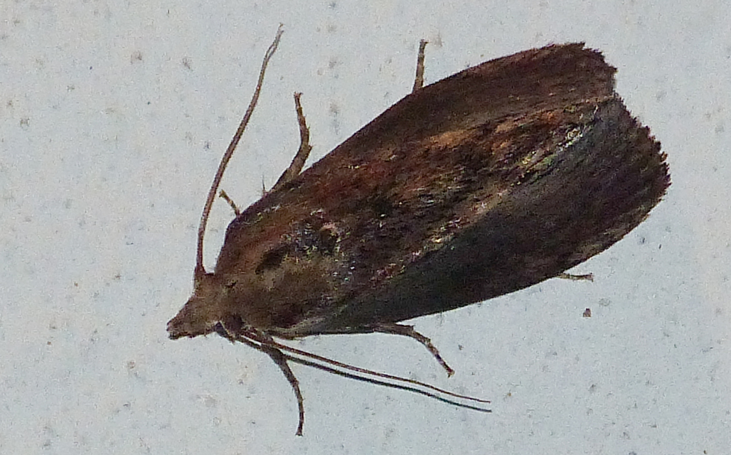 Galleria mellonella - nagy viaszmoly
