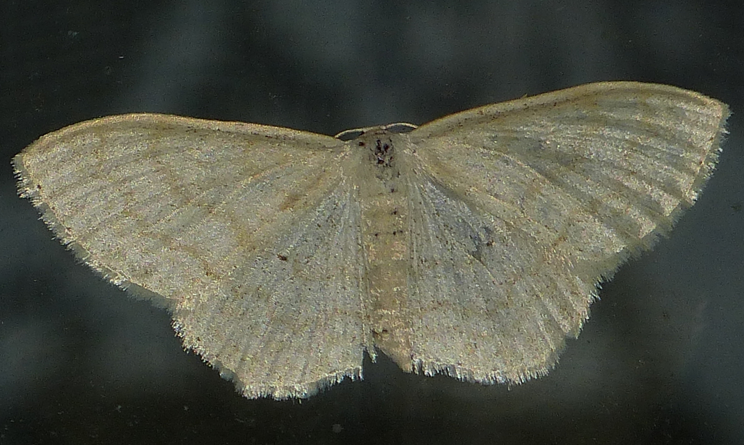 Scopula floslactata - tejfehér sávosaraszoló