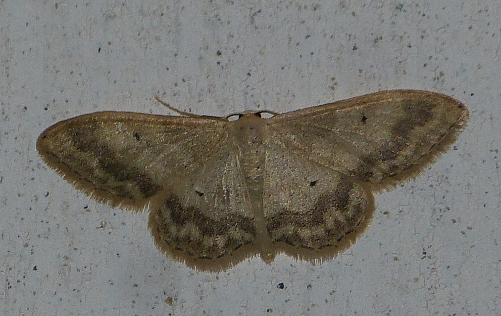 Idaea deversaria - egyszínű sávosaraszoló