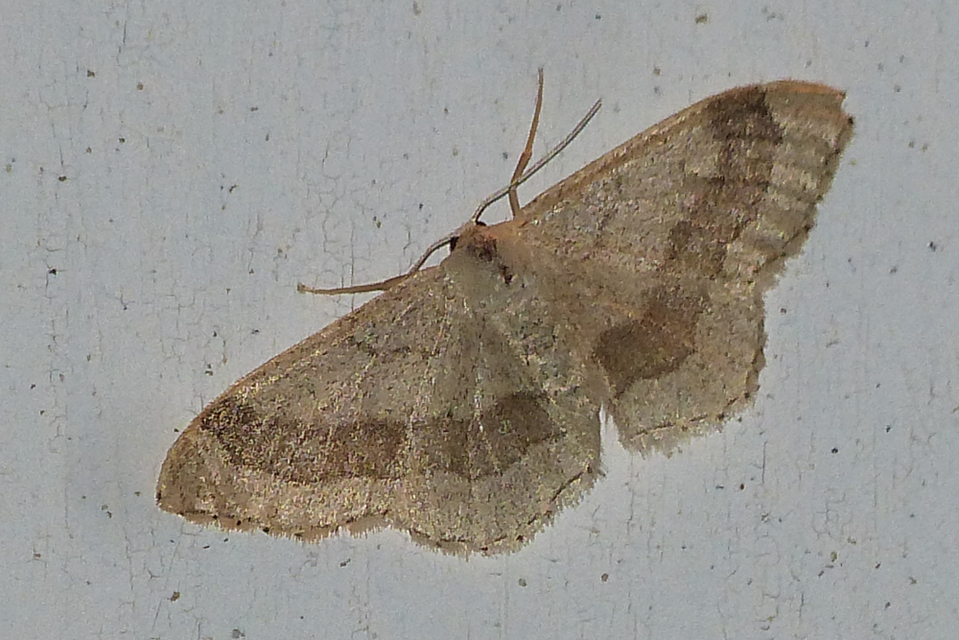 Idaea aversata - nagy sávosaraszoló