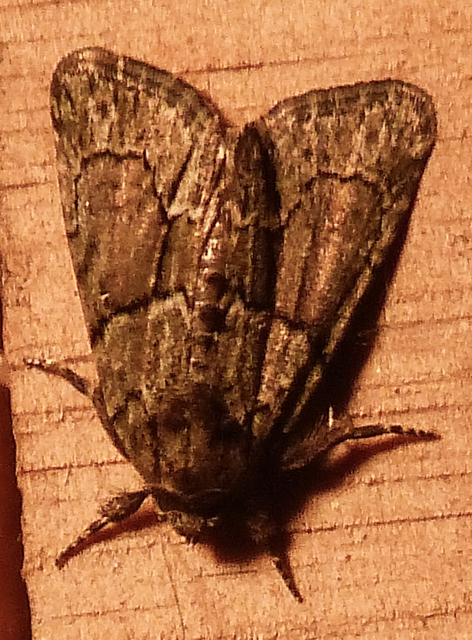 Cryphia fraudatricula - homoki zuzmóbagoly