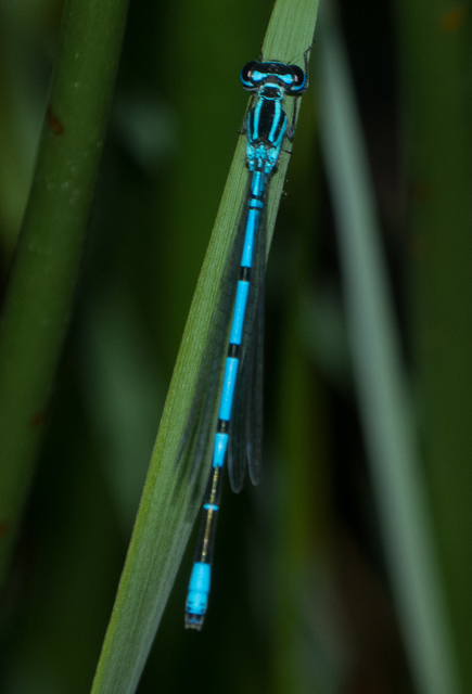 Coenagrion puella - azúrkék légivadász