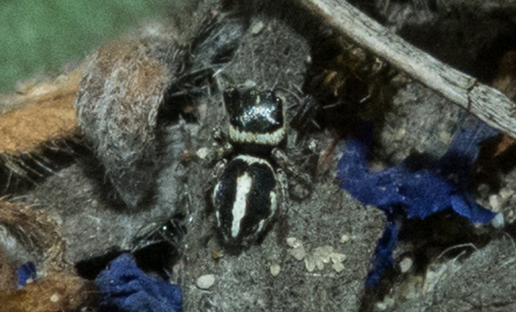 Pellenes nigrociliatus - csigás ugrópók