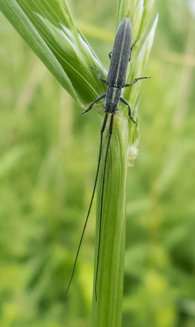 Calamobius filum - hosszúcsápú szalmacincér