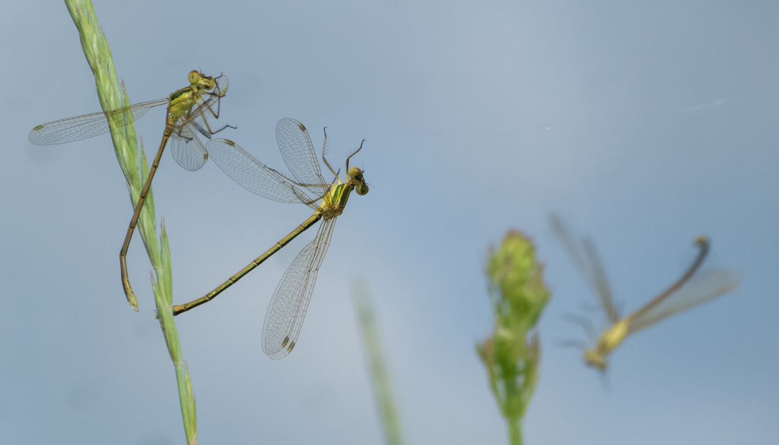 Lestes barbarus - foltosszárnyjegyű rablószitakötő