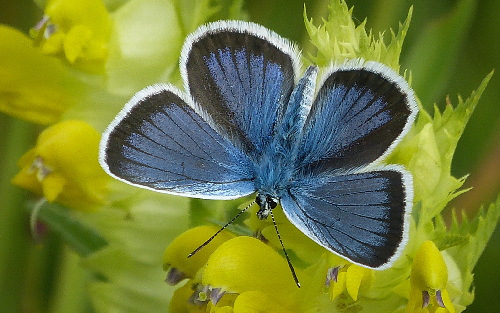 Plebejus argus - ezüstös boglárka