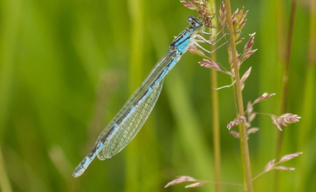 Enallagma cyathigerum - kéksávos légivadász