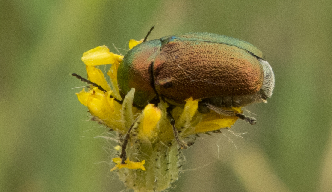 Cryptocephalus