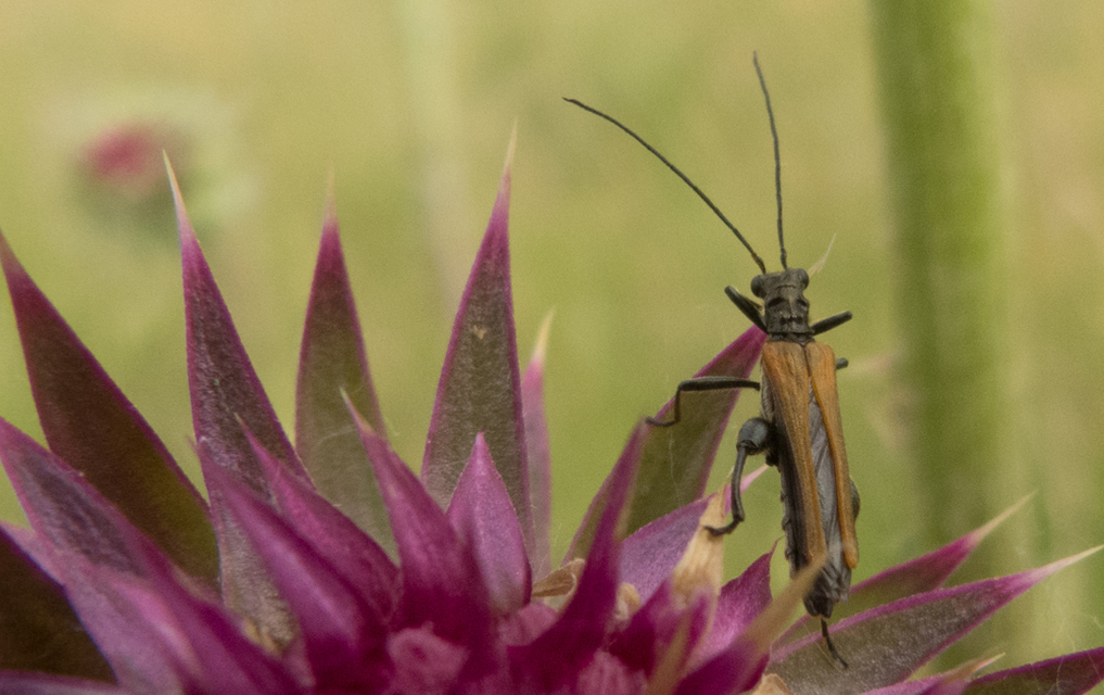Oedemera femorata - sárgahátú álcincér