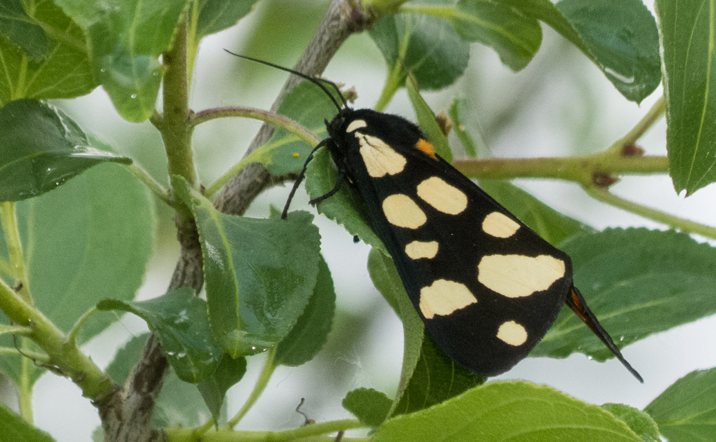 Arctia villica - fekete medvelepke