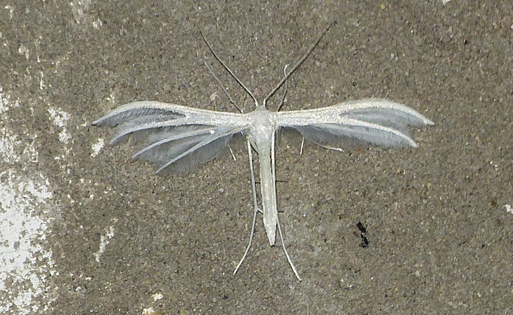 Pterophorus pentadactyla - fehér tollasmoly