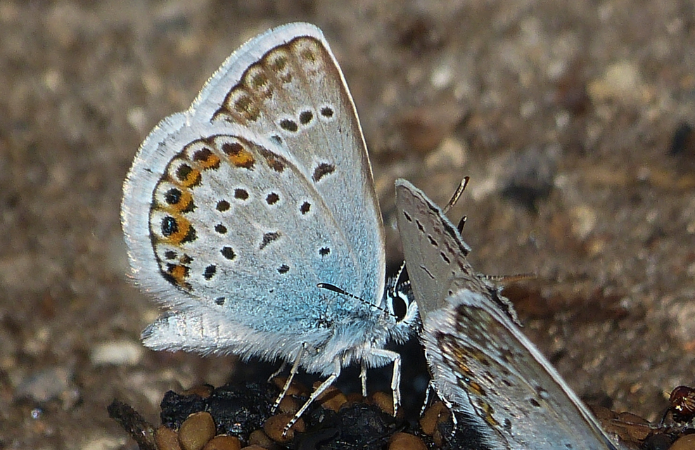 Plebejus argus - ezüstös boglárka