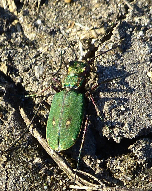 Cicindela campestris - mezei homokfutrinka