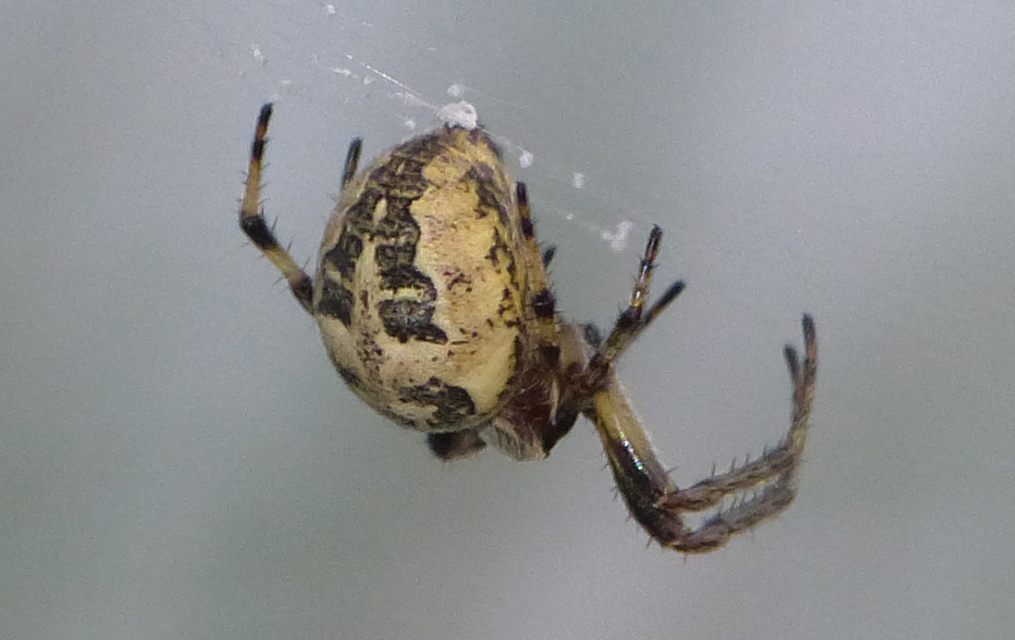 Larinioides cornutus - nádi keresztespók