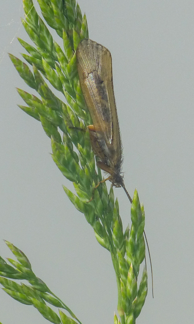 Trichoptera - Tegzesek