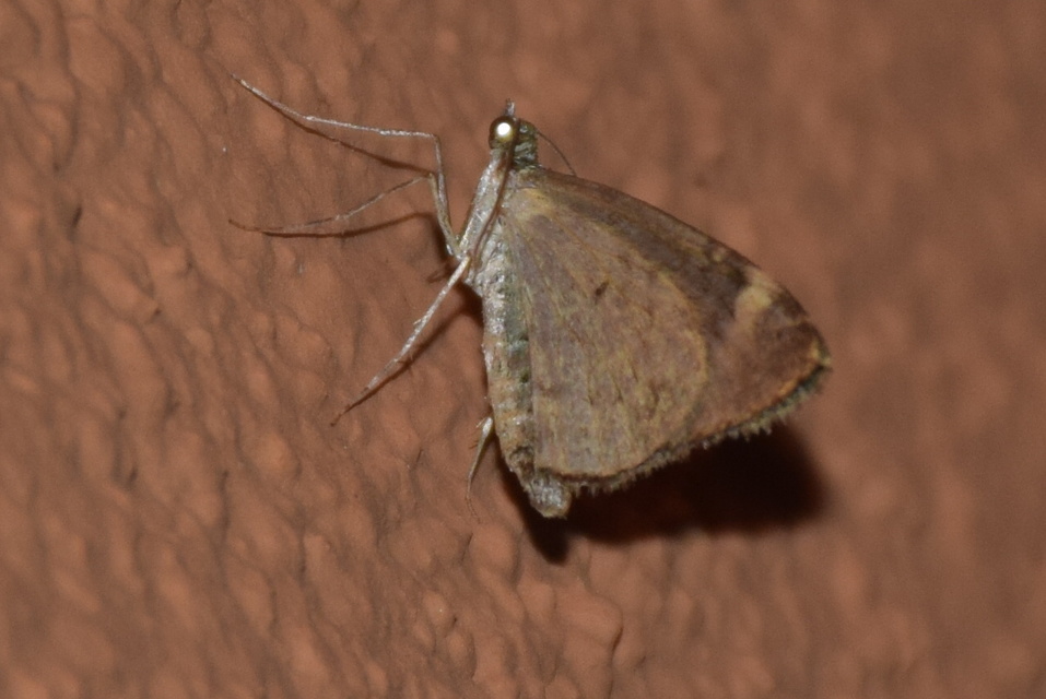 Chloroclysta siterata - salátazöld araszoló