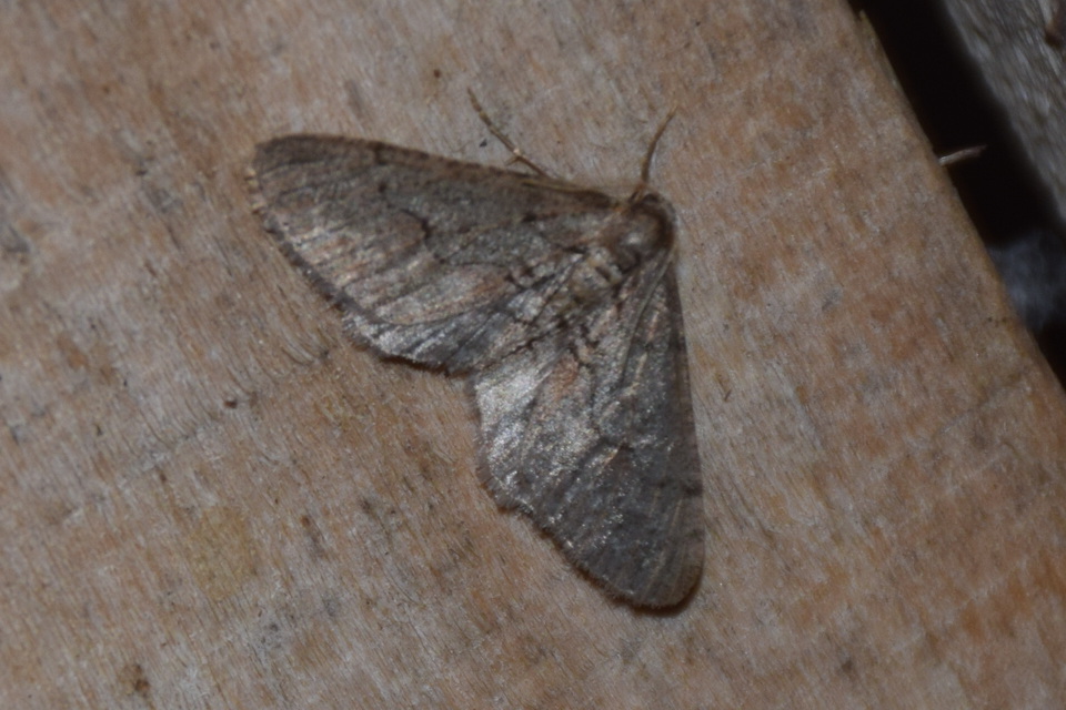 Agriopis bajaria - kökény-téliaraszoló