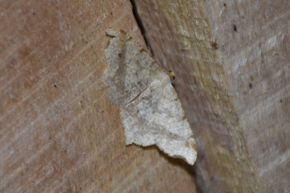 Macaria alternata - közönséges szürkearaszoló