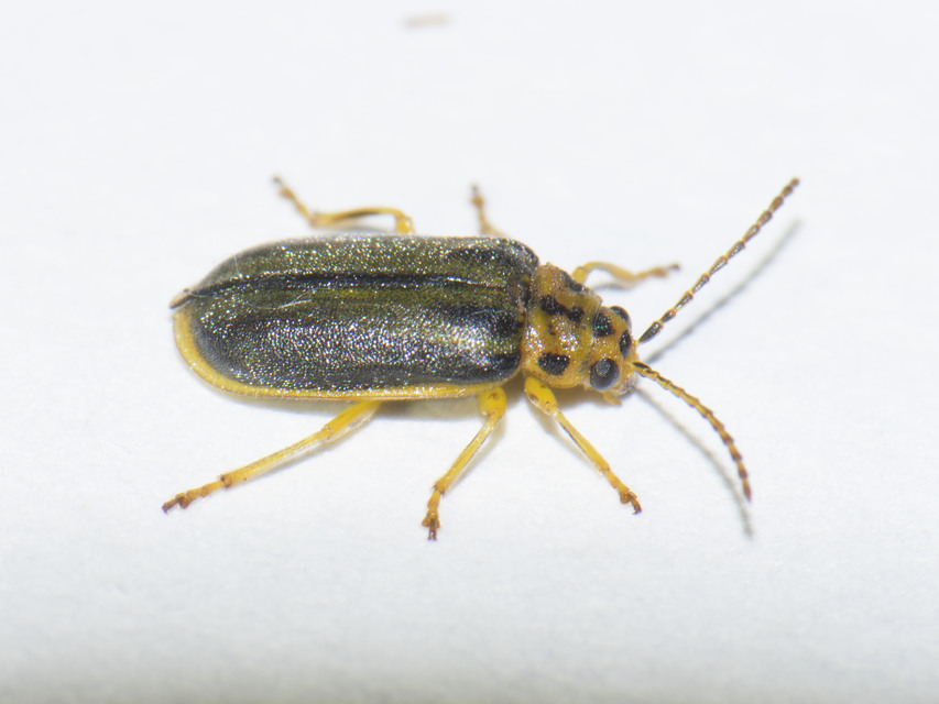 Xanthogalerucella luteola - szilfa-olajosbogár