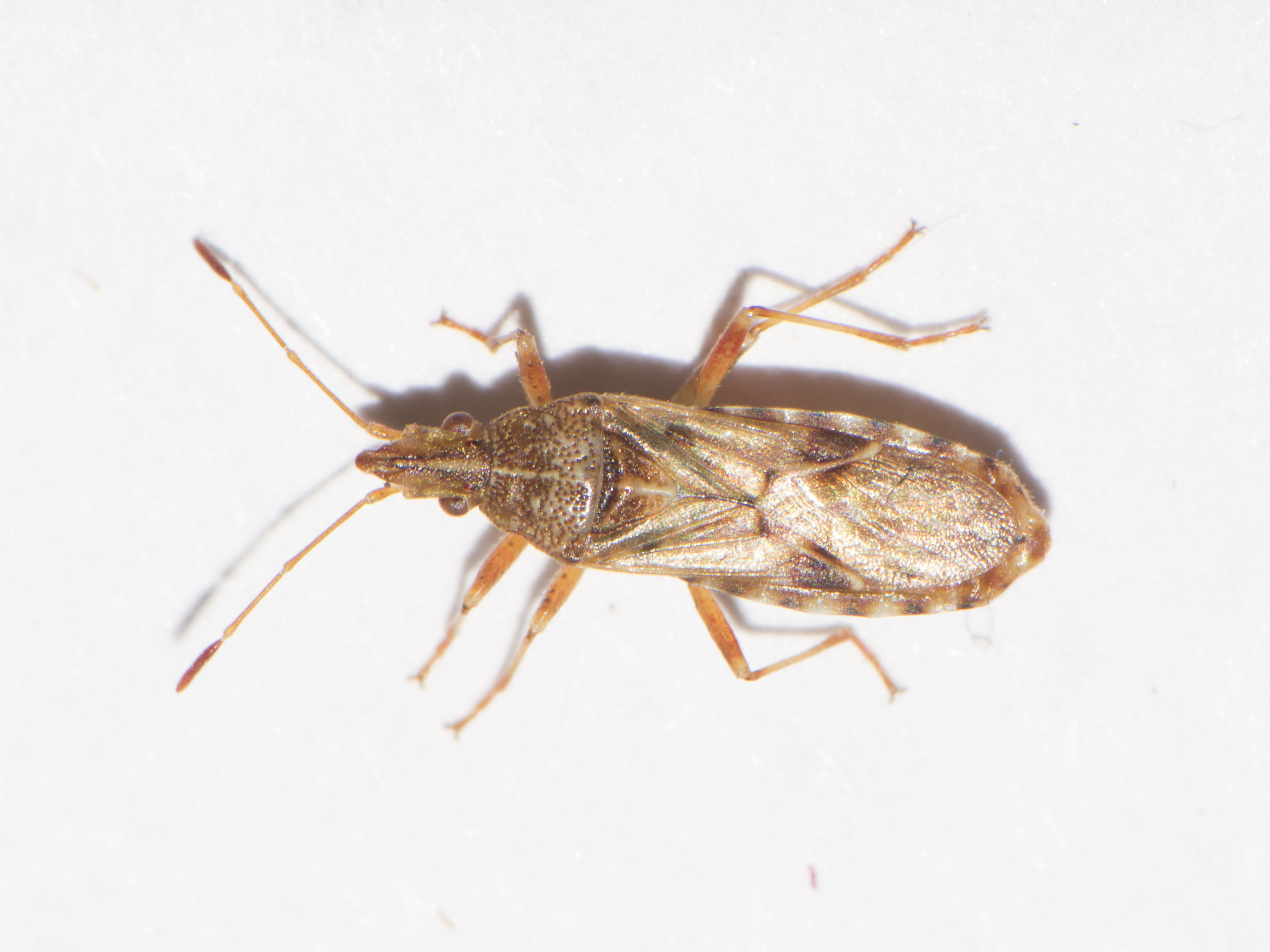 Belonochilus numenius - amerikai platánbodobács