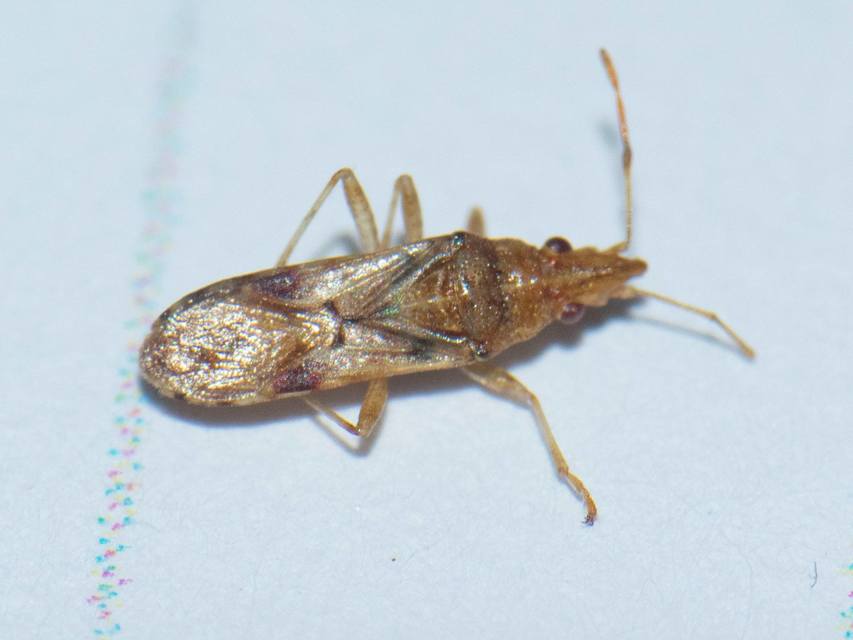 Belonochilus numenius - amerikai platánbodobács