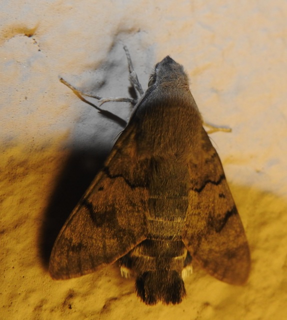 Macroglossum stellatarum - kacsafarkú szender