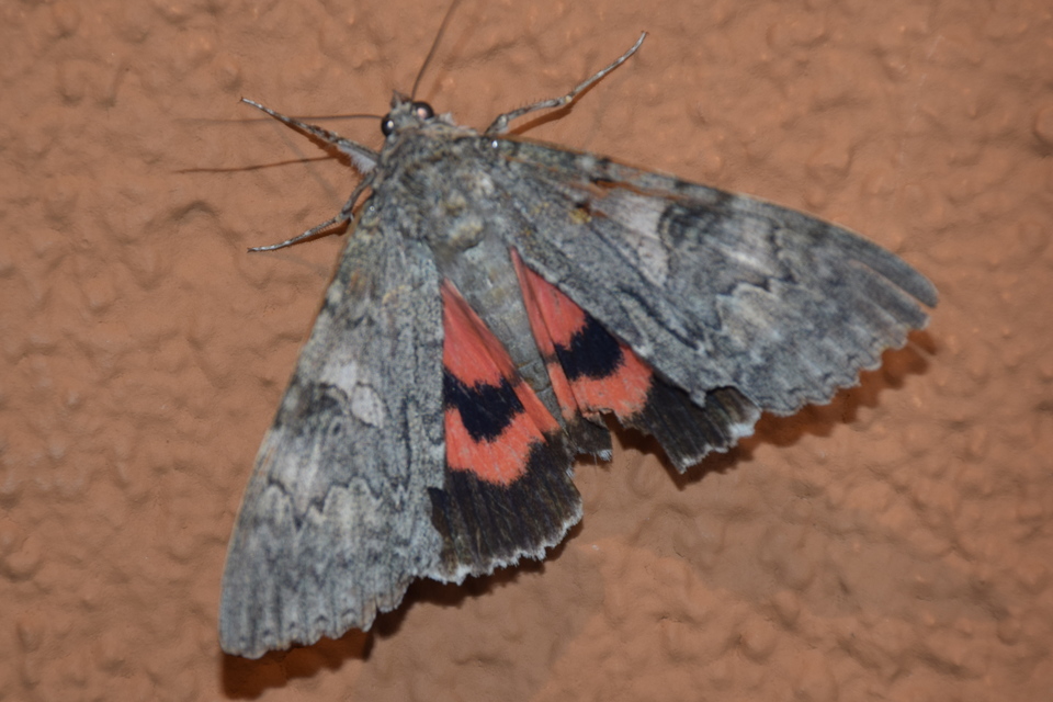 Catocala nupta - piros övesbagoly