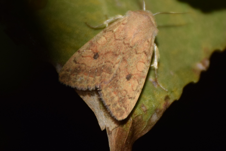 Sunira circellaris - okkersárga őszibagoly