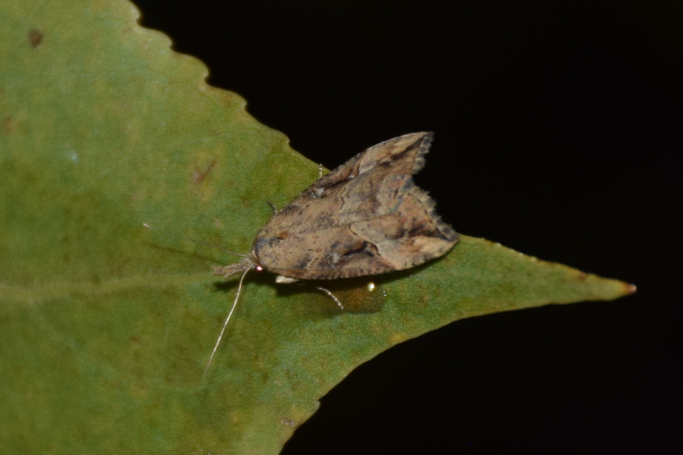 Hypena rostralis - közönséges karcsúbagoly