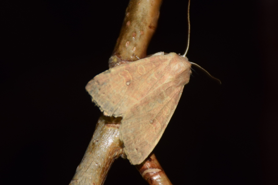 Cirrhia ocellaris - fakó sárgabagoly