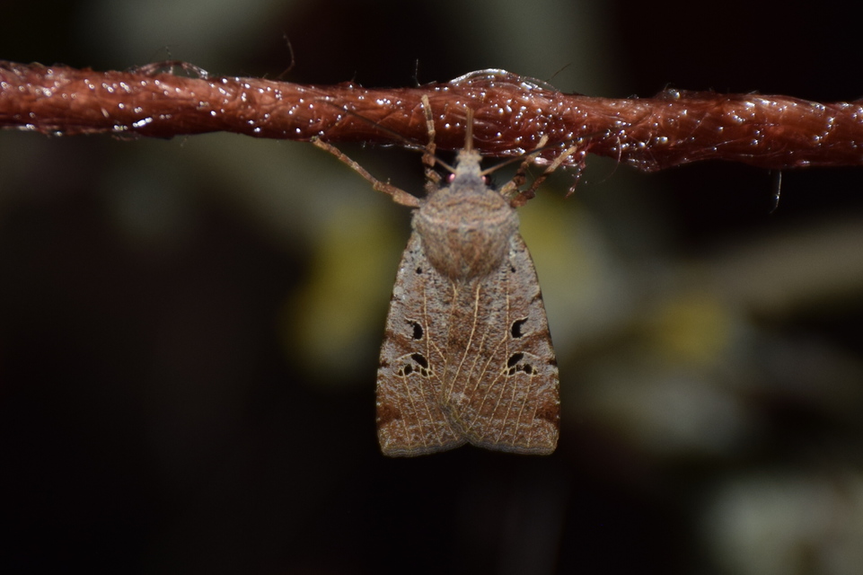 Conistra rubiginosa - szürke télibagoly