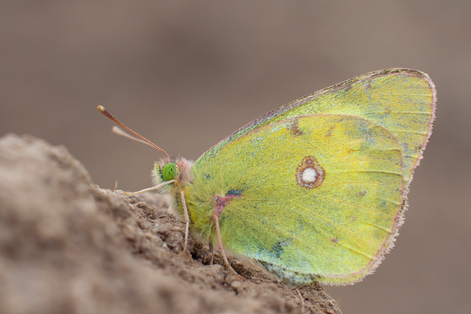 Colias erate - csángó-kéneslepke