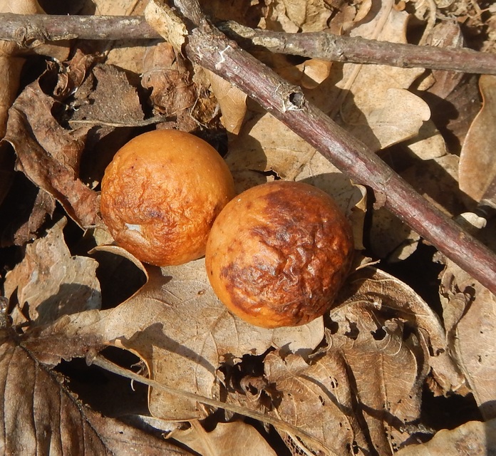 Cynips quercusfolii - golyógubacsdarázs