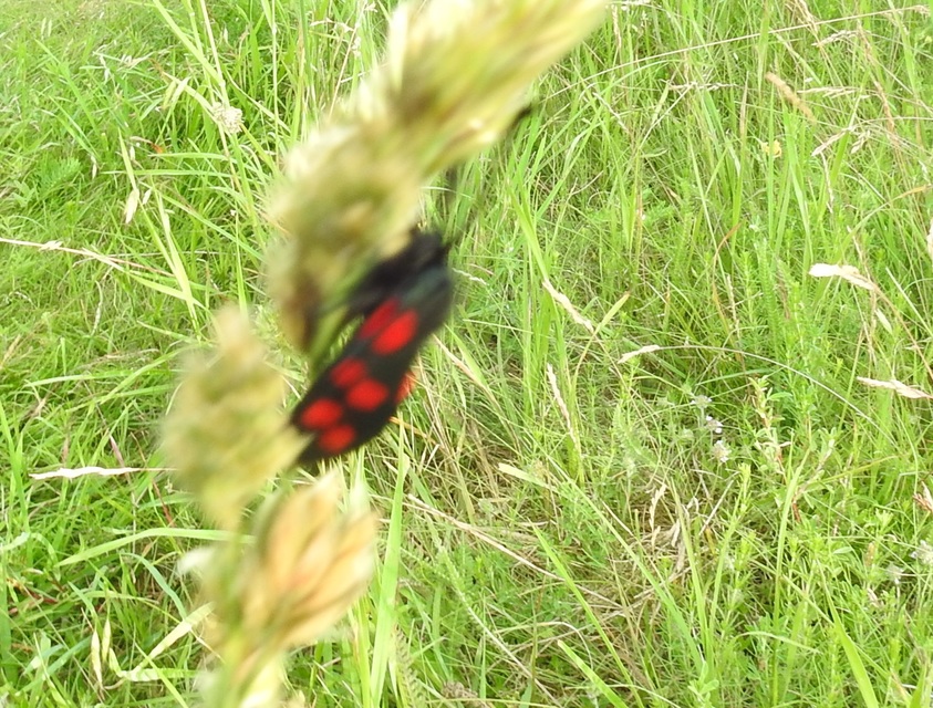 Zygaena filipendulae - acélszínű csüngőlepke