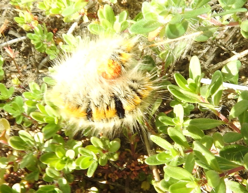 Lasiocampa trifolii - lóhereszövő