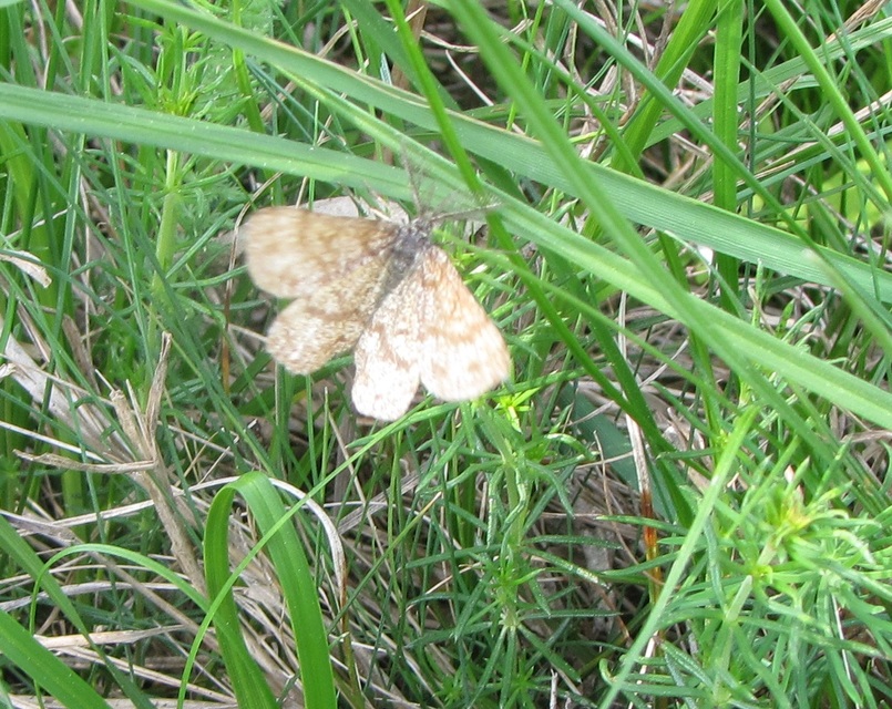 Ematurga atomaria - barna rétiaraszoló