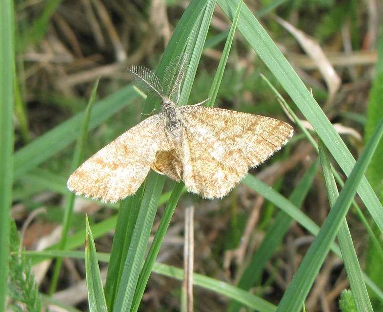 Ematurga atomaria - barna rétiaraszoló